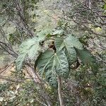 Acropogon moratianus Habitat
