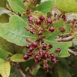 Psorospermum febrifugum Frucht