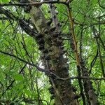 Zanthoxylum chalybeum Bark