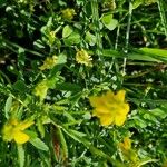 Trigonella esculenta Çiçek