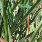 Aechmea distichantha Leaf