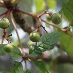 Vitex madiensis Fruto