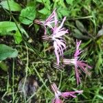 Lychnis flos-cuculi Blüte