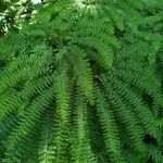 Adiantum pedatumList