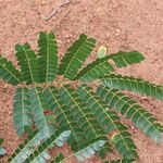 Albizia adianthifolia Delienn