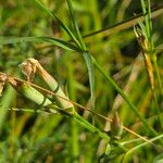 Dianthus hyssopifolius Leaf