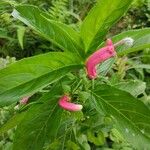 Centropogon cornutus Flower