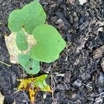 Dichondra carolinensis Feuille