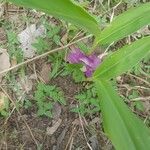 Siphonochilus aethiopicus Λουλούδι