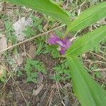 Siphonochilus aethiopicus Flower