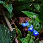 Salvia occidentalis Flor