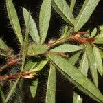 Eriosema crinitum Leaf