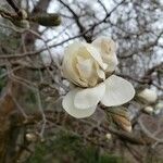Magnolia kobus Flower
