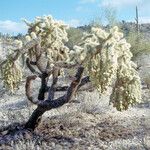 Cylindropuntia fulgida Bark