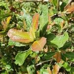 Pappea capensis Folha