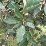 Quercus ilex برگ
