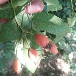 Rosa tomentosa Fruit