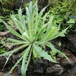 Limonium sinuatum Leaf