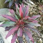 Cordyline fruticosaList