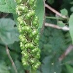 Phytolacca octandra Fruto