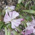 Silene hifacensis Blüte