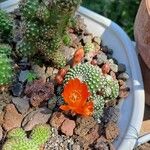 Rebutia minuscula Лист