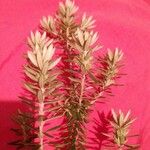 Westringia fruticosa 葉