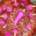 Melocactus matanzanus Frucht