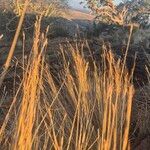 Heteropogon contortus Fruit