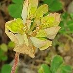 Euphorbia falcata Квітка