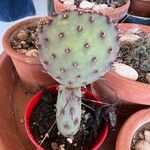 Opuntia macrocentra List