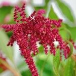 Amaranthus caudatus Outro