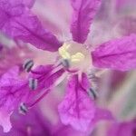 Lythrum salicaria Çiçek