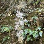Ainsliaea aptera Flower