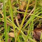 Carex muskingumensis Kéreg