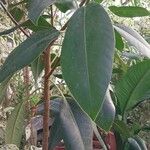 Ficus obliqua Leaf