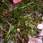 Zephyranthes minuta 葉