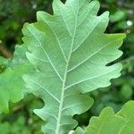 Quercus pubescens Feuille
