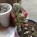 Sedum furfuraceum Лист