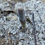 Polygonatum latifolium 葉