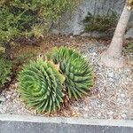 Aloe polyphylla Blad