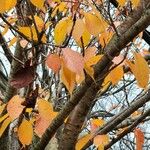 Prunus sargentii Leaf