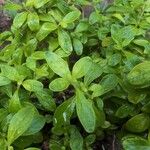 Lippia micromera Лист