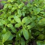 Lippia micromera Leht