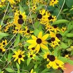 Rudbeckia triloba Lorea