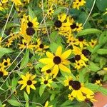 Rudbeckia triloba फूल