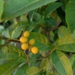 Allophylus edulis Fruit