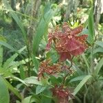 Dendrobium virotii 花