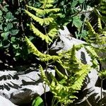 Gymnocarpium robertianum Hoja