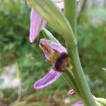 Ophrys apifera Fleur